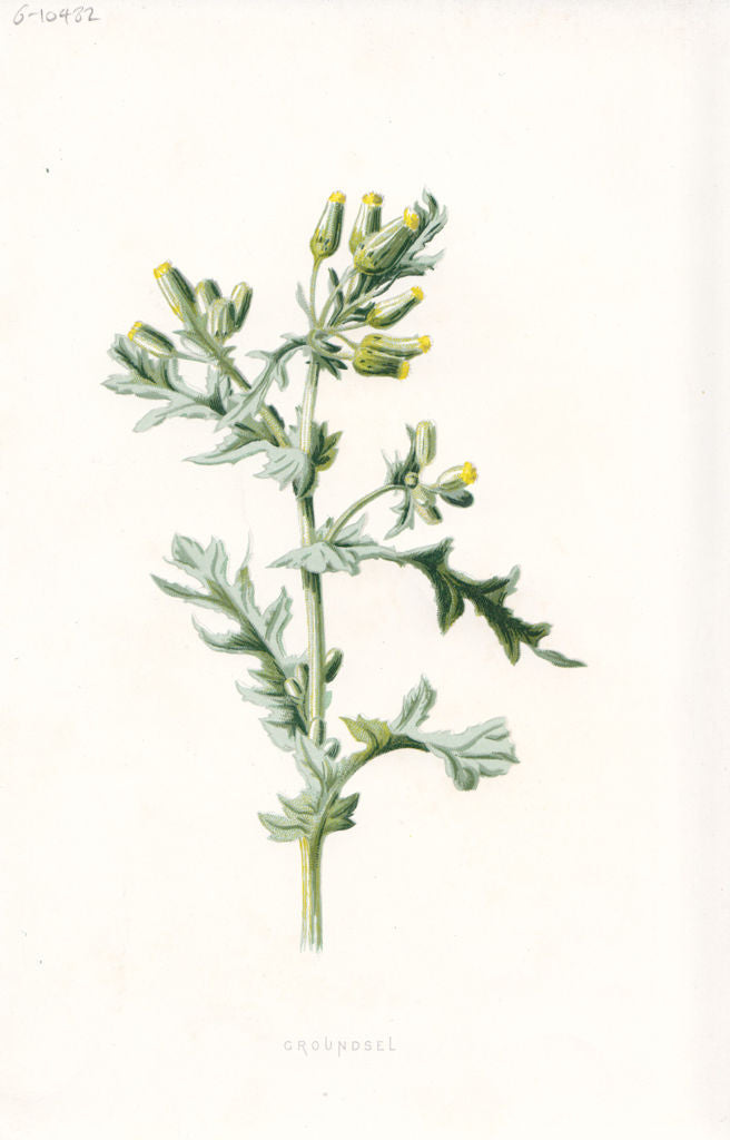 FLOWERS. Groundsel c1895 old antique vintage print picture